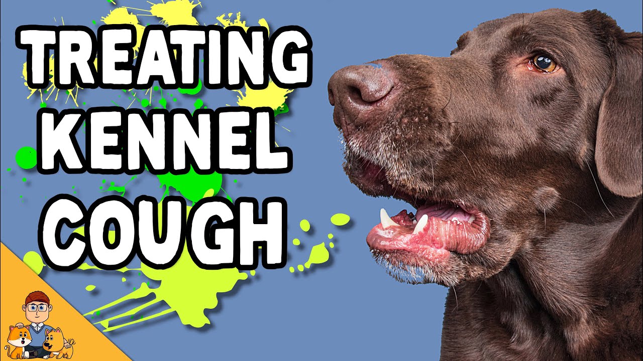 Can CBD Oil Help Treat Kennel Cough
